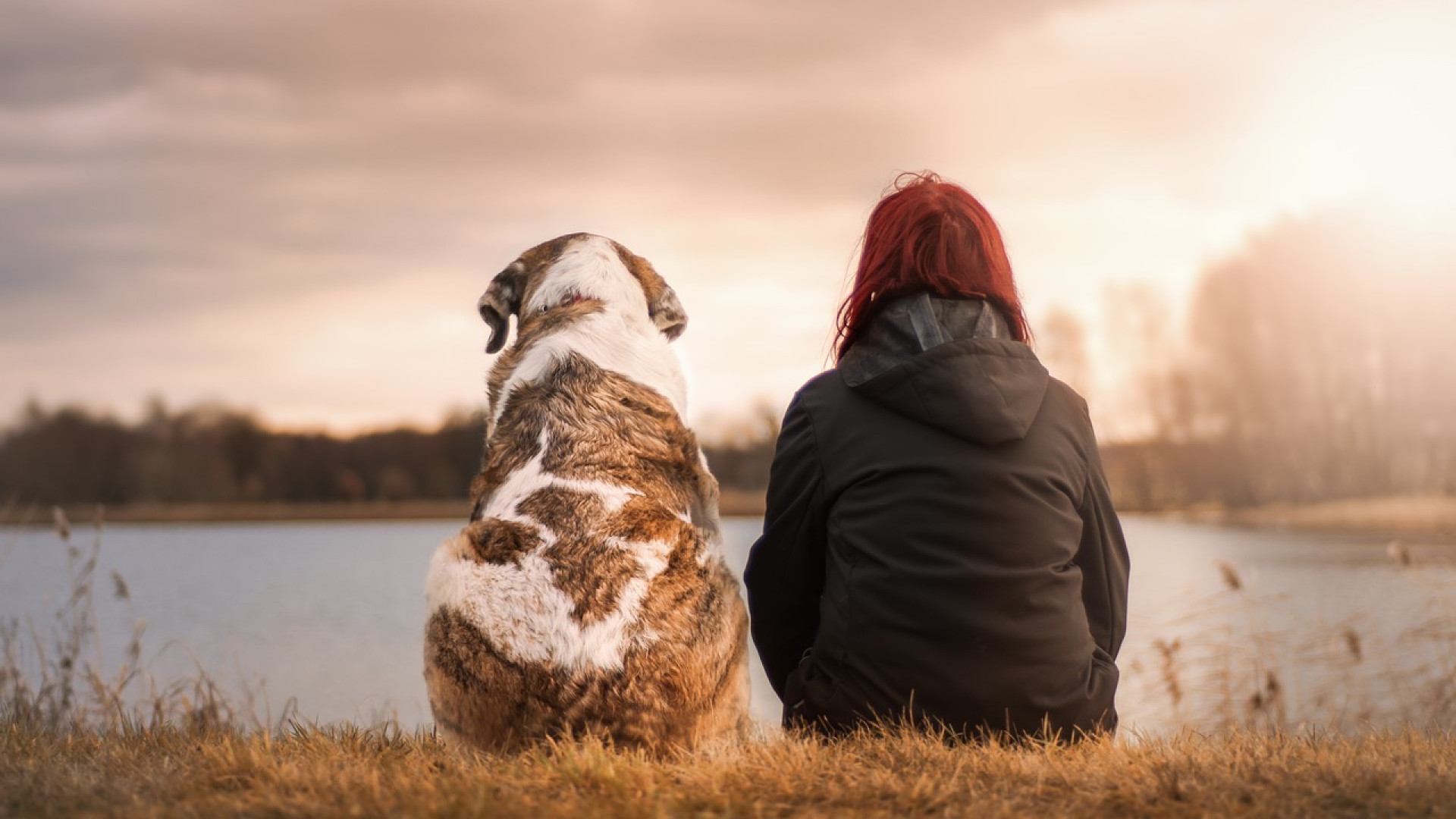 Adoptez la meilleure alimentation pour votre chien